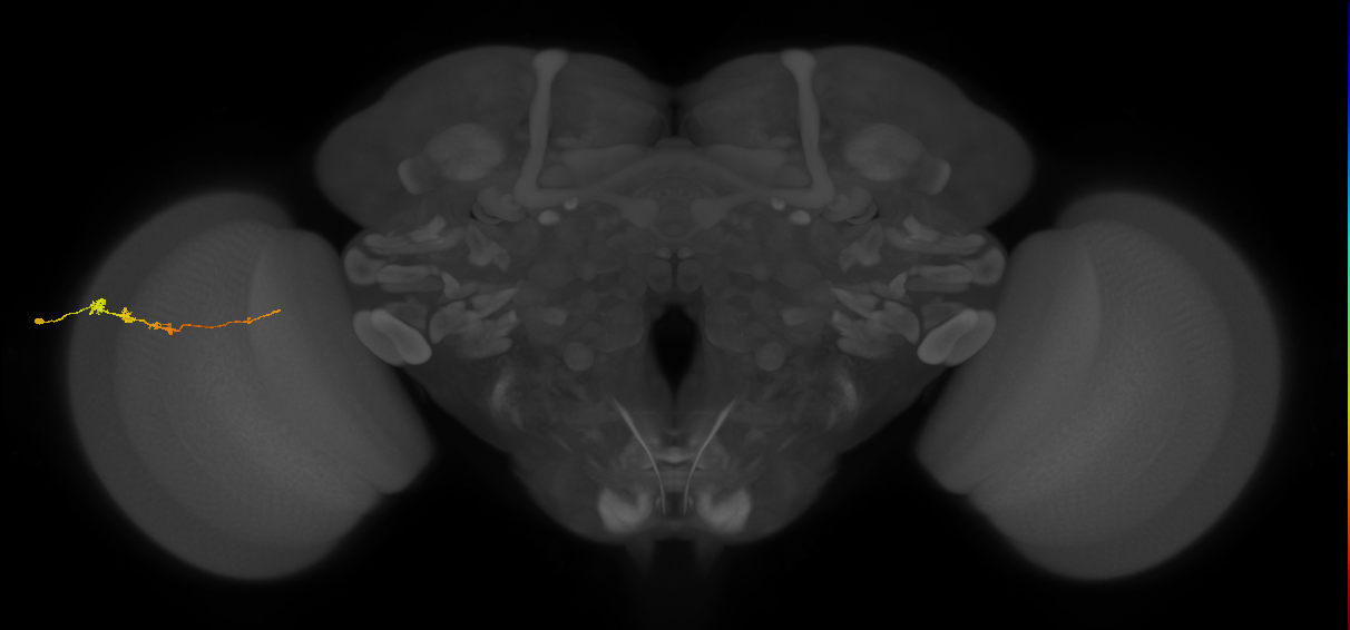 Tm3_L (MaleCNS:89376)