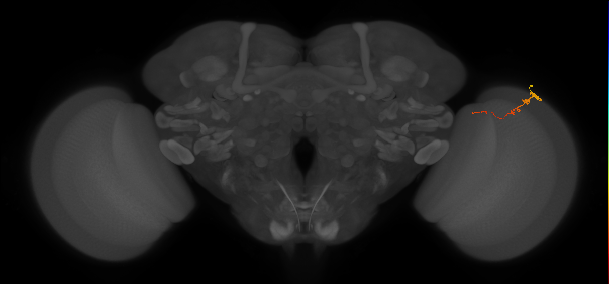 Tm3_R (MaleCNS:79192)