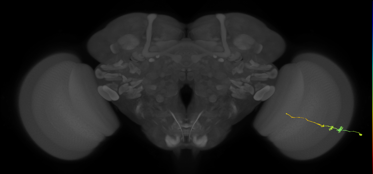 Tm3_R (MaleCNS:81372)