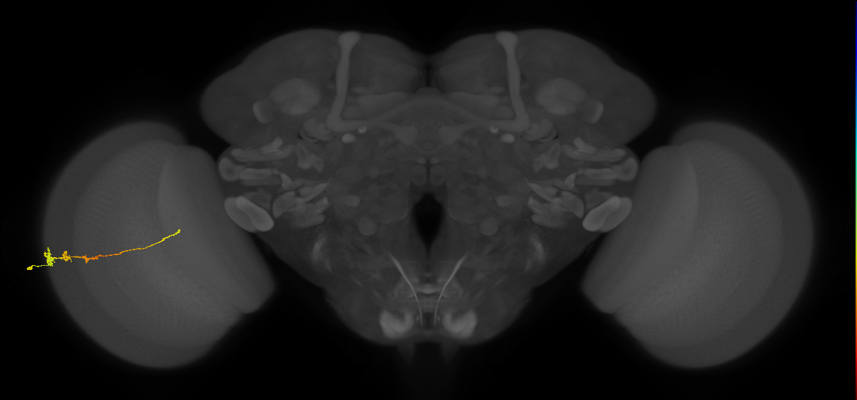 Tm3_L (MaleCNS:84390)