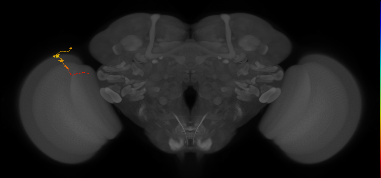 Tm3_L (MaleCNS:107676)