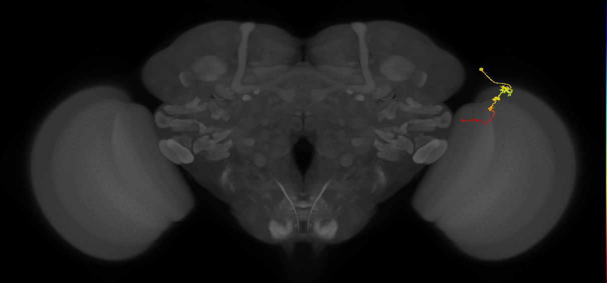 Tm3_R (MaleCNS:95069)