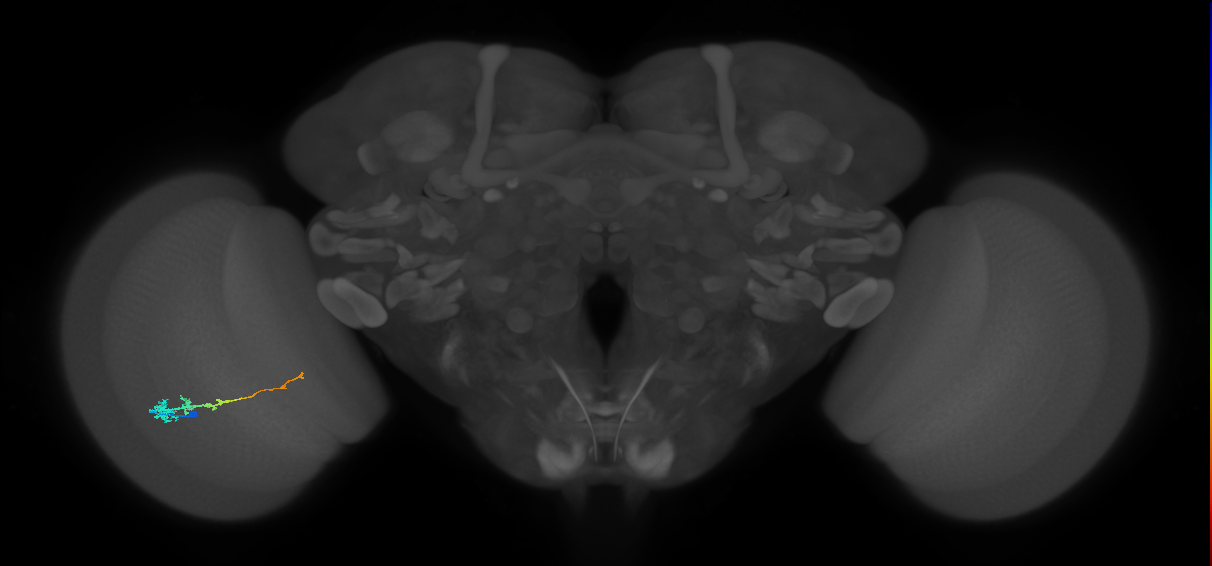 Tm3_L (MaleCNS:580668)