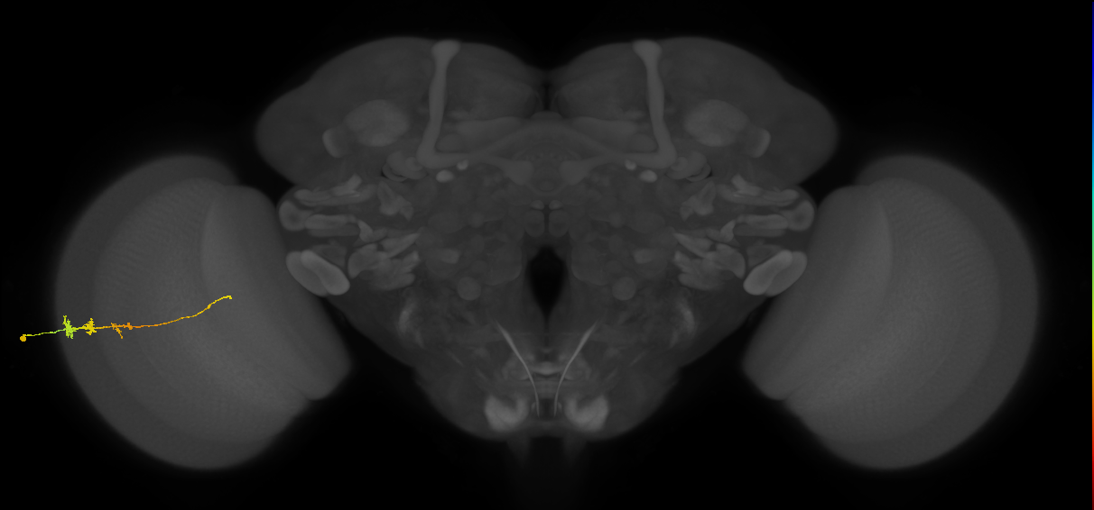 Tm3_L (MaleCNS:47622)