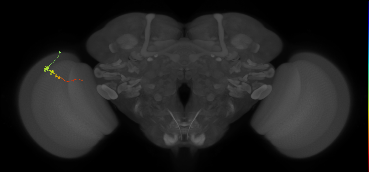 Tm3_L (MaleCNS:513806)