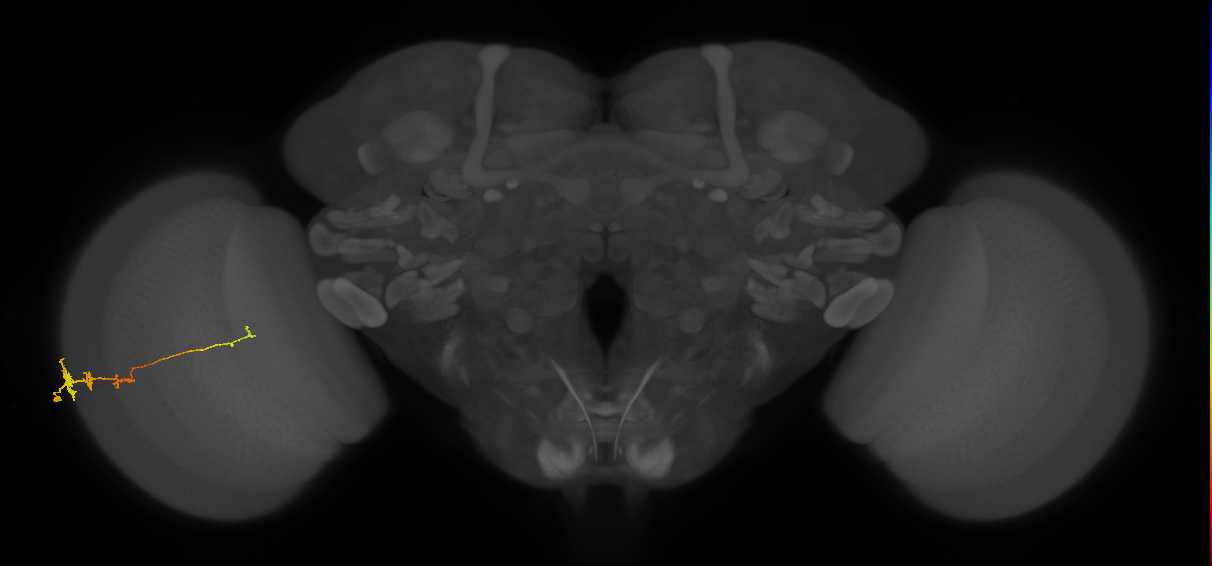 Tm3_L (MaleCNS:514103)