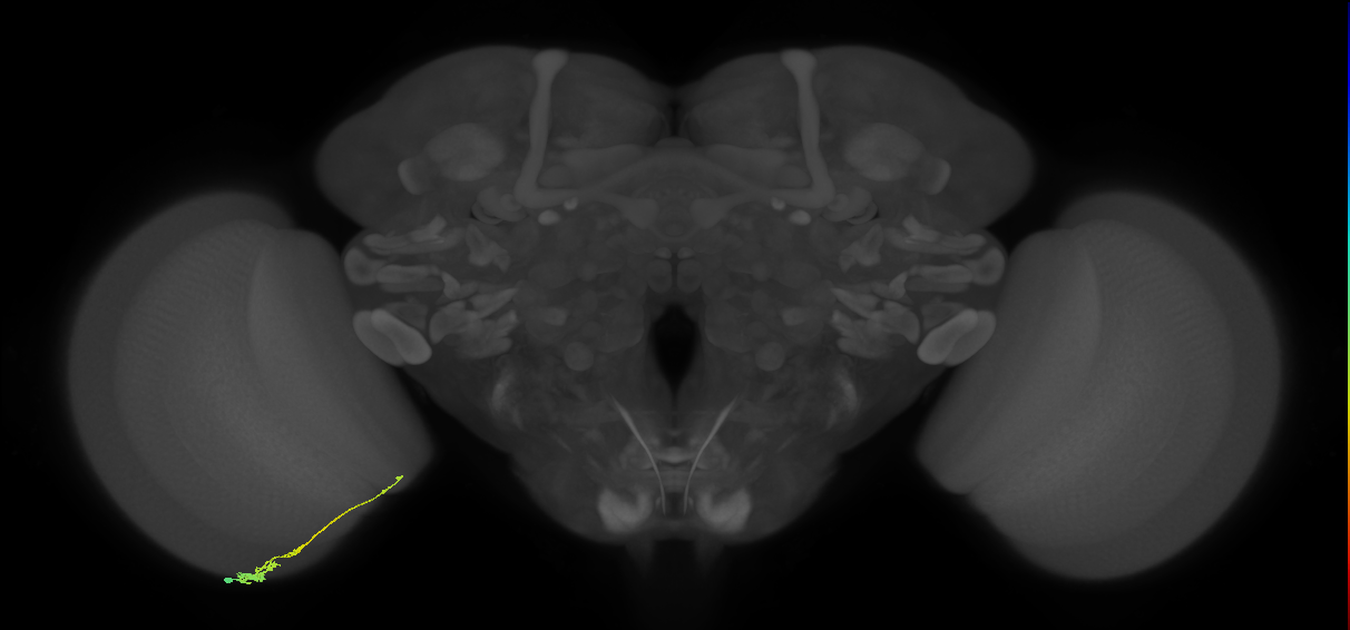 Tm3_L (MaleCNS:533660)