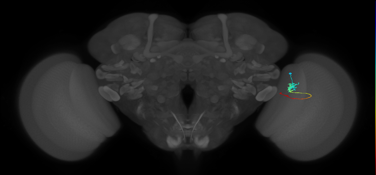Tm3_R (MaleCNS:89468)