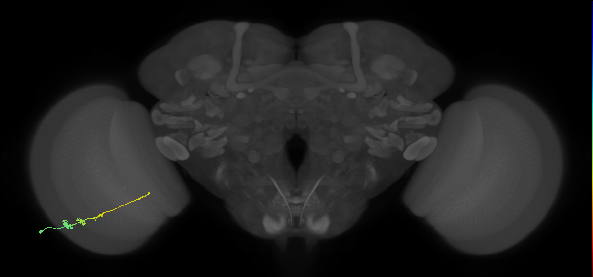 Tm3_L (MaleCNS:66620)