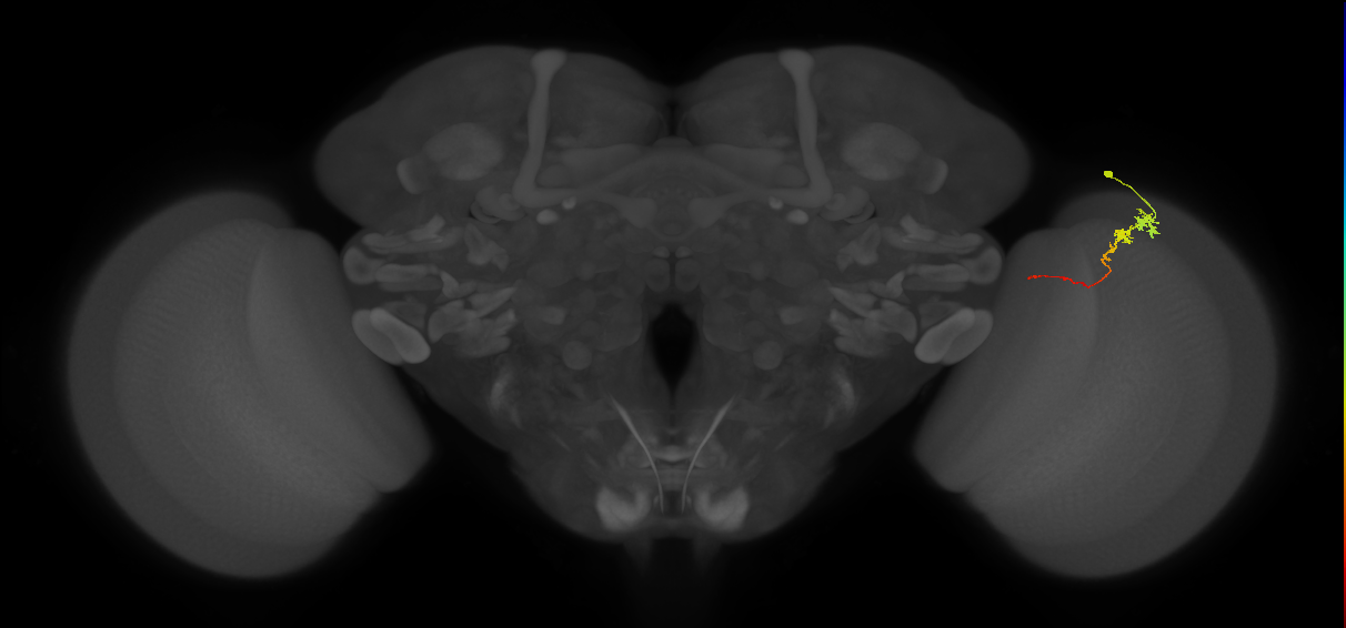 Tm3_R (MaleCNS:88812)