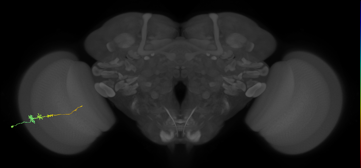 Tm3_L (MaleCNS:117932)