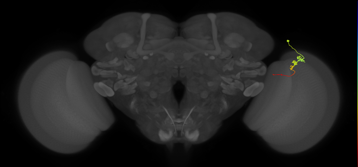 Tm3_R (MaleCNS:92404)