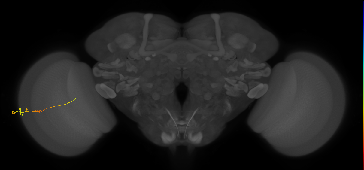 Tm3_L (MaleCNS:524623)