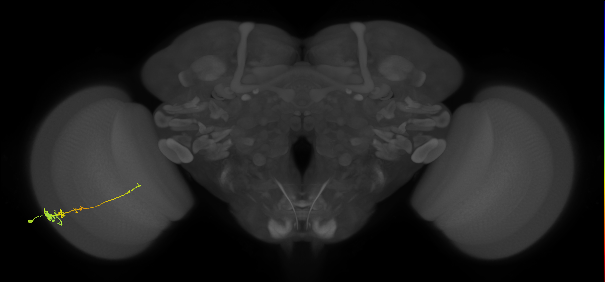 Tm3_L (MaleCNS:55516)