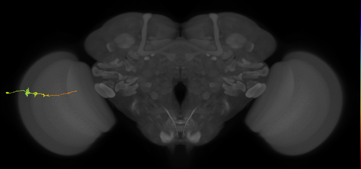 Tm3_L (MaleCNS:125175)