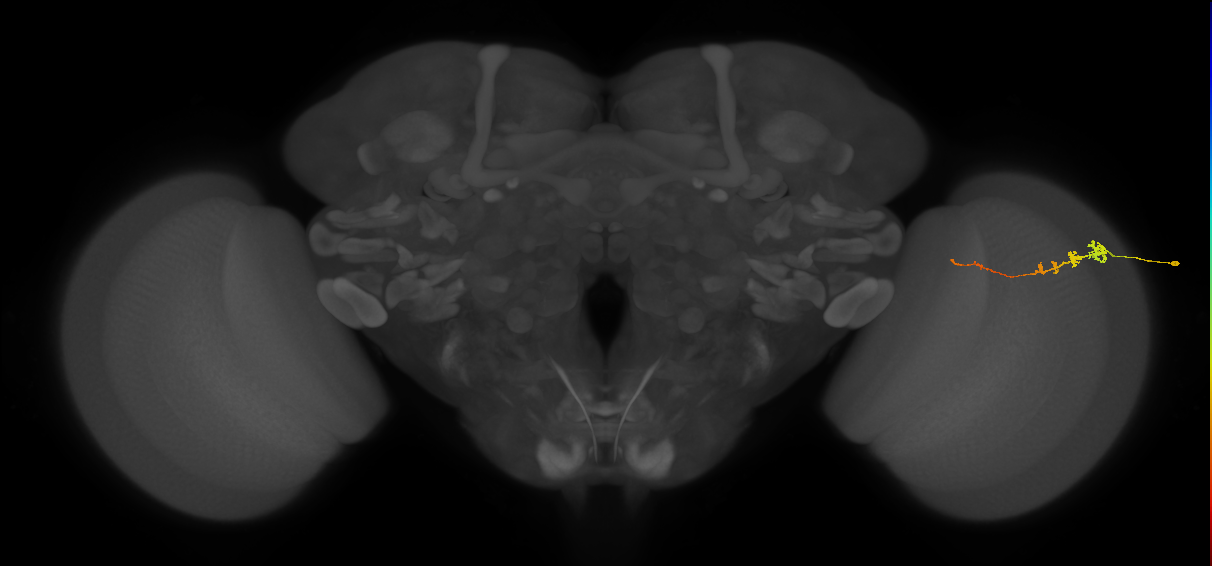 Tm3_R (MaleCNS:84790)