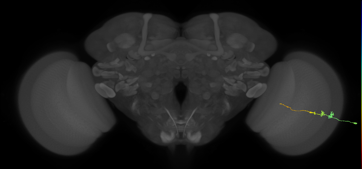 Tm3_R (MaleCNS:120231)