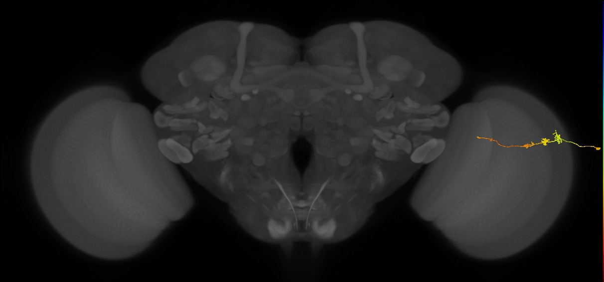 Tm3_R (MaleCNS:91070)