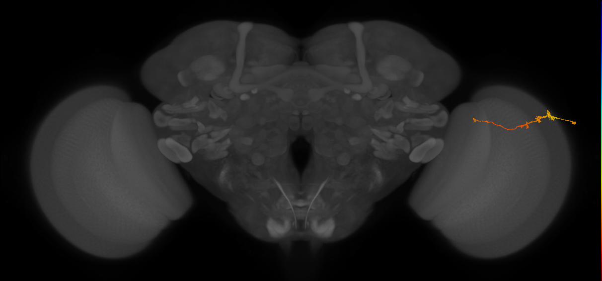 Tm3_R (MaleCNS:79096)