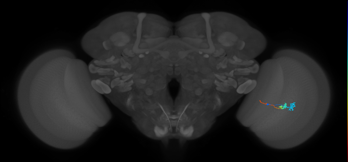 Tm3_R (MaleCNS:89728)
