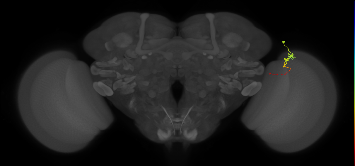 Tm3_R (MaleCNS:101724)
