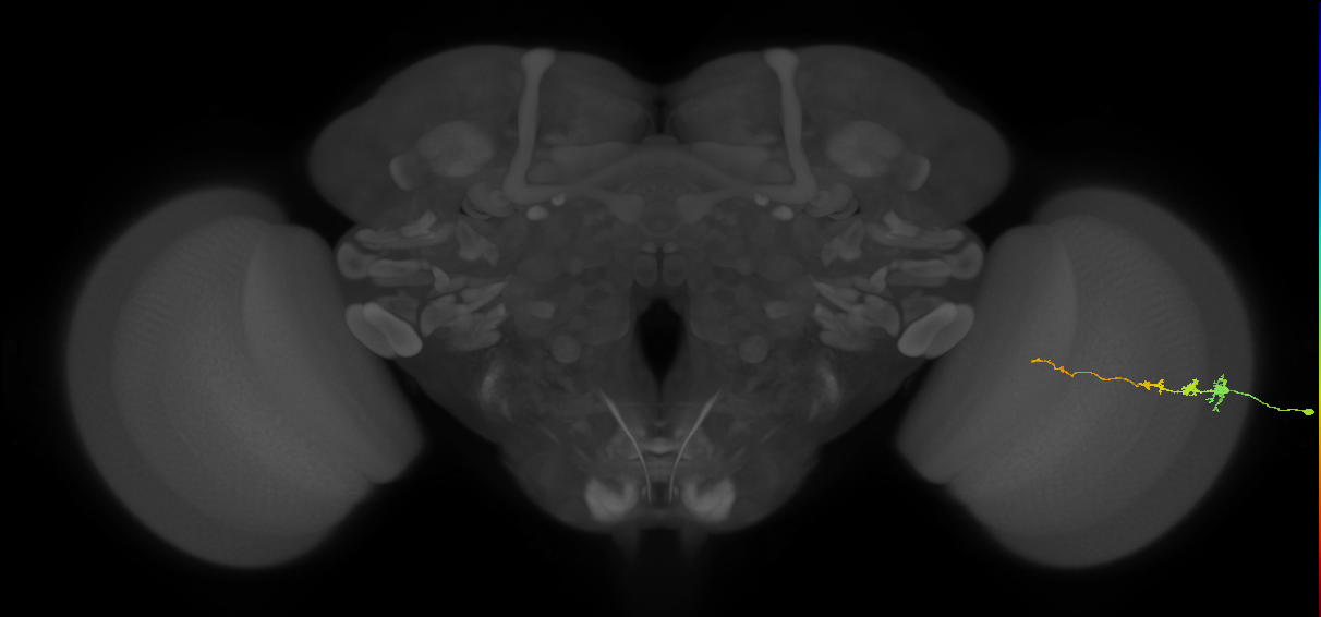 Tm3_R (MaleCNS:109868)