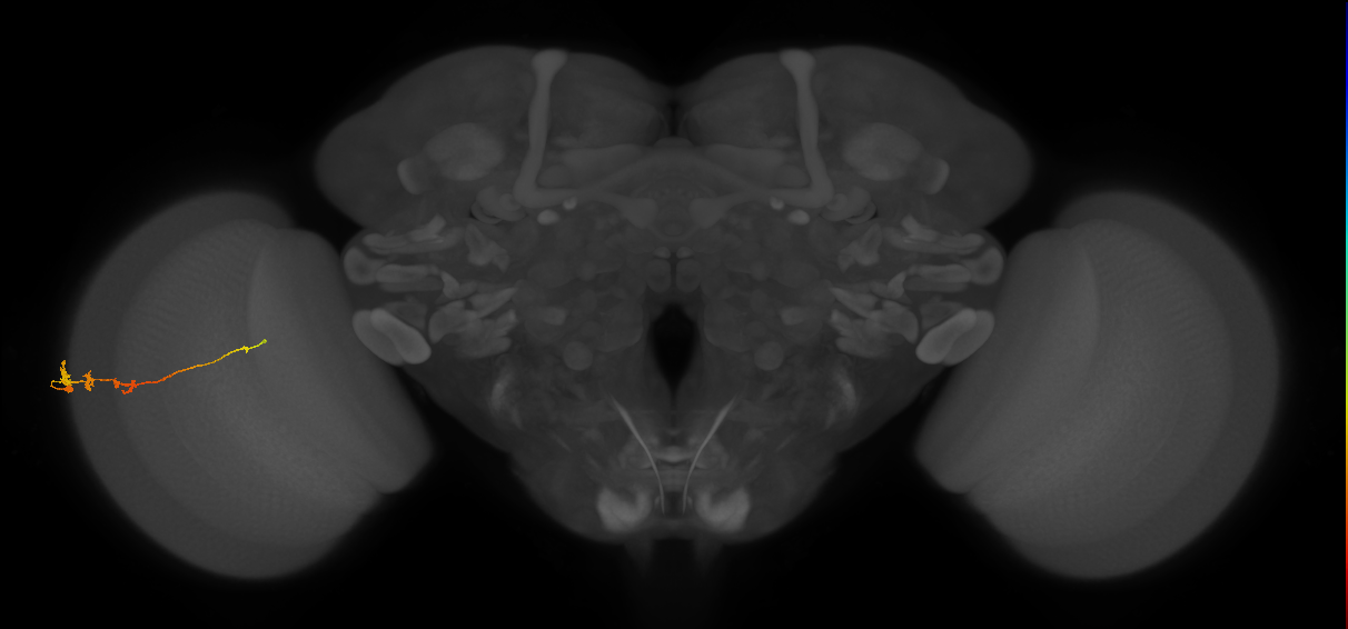 Tm3_L (MaleCNS:47054)