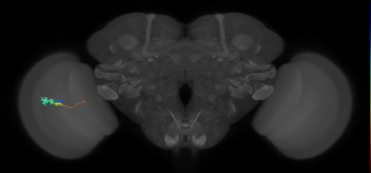 Tm3_L (MaleCNS:518015)