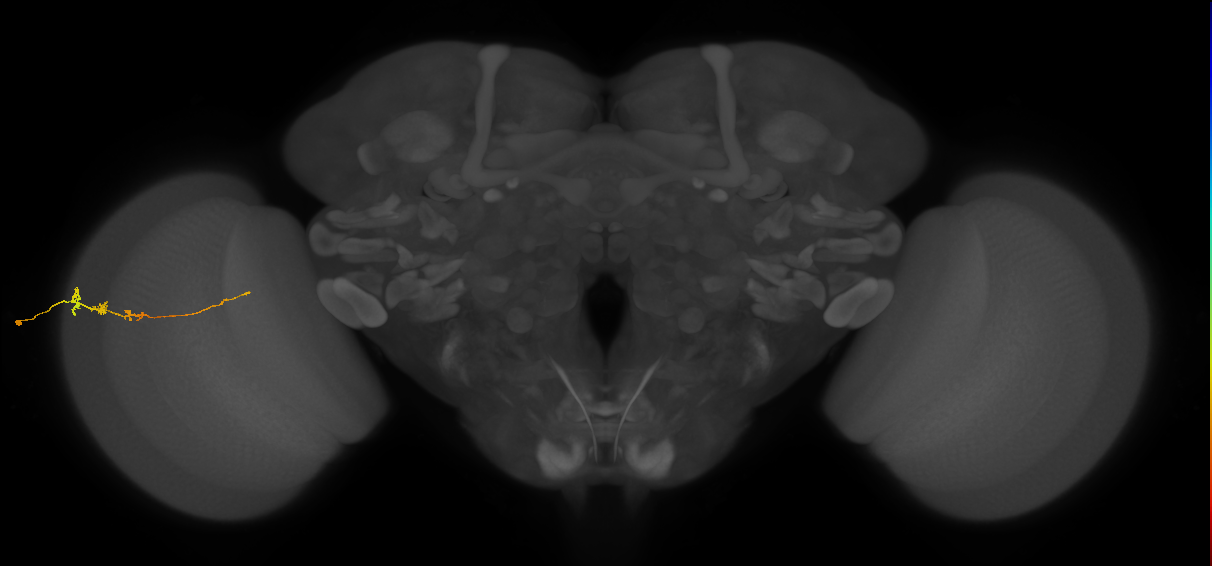 Tm3_L (MaleCNS:124256)