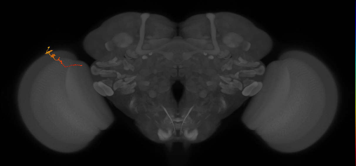 Tm3_L (MaleCNS:97556)