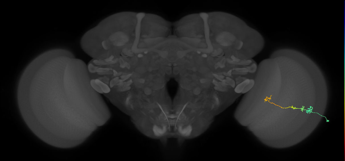 Tm3_R (MaleCNS:61659)