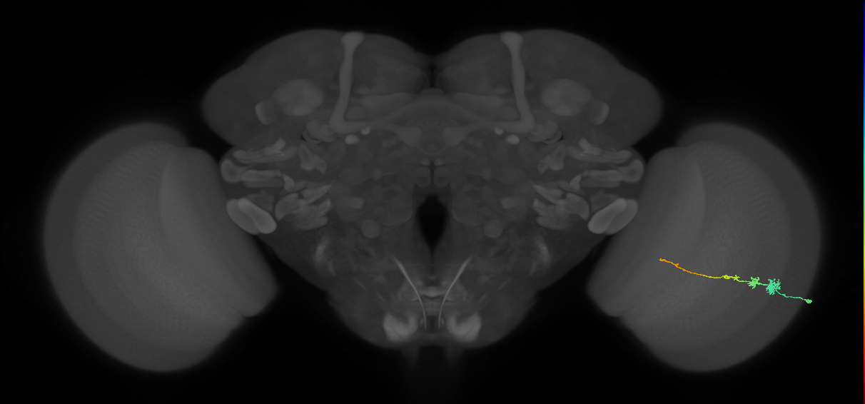 Tm3_R (MaleCNS:72194)