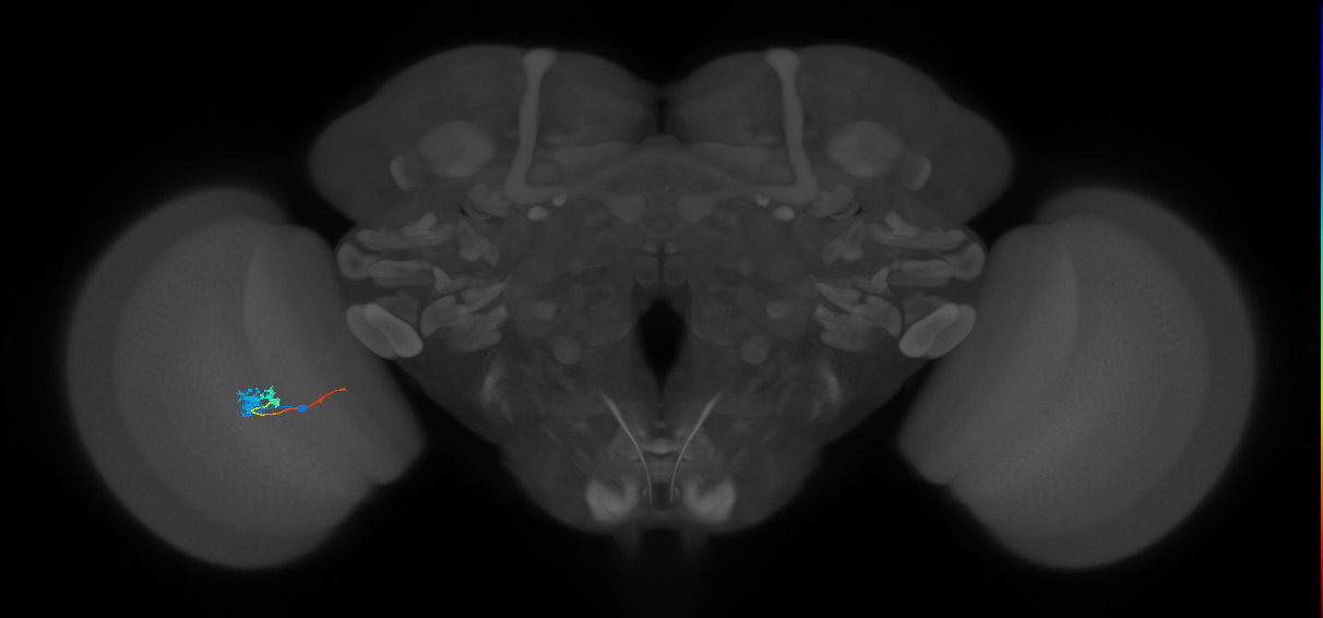 Tm3_L (MaleCNS:94873)