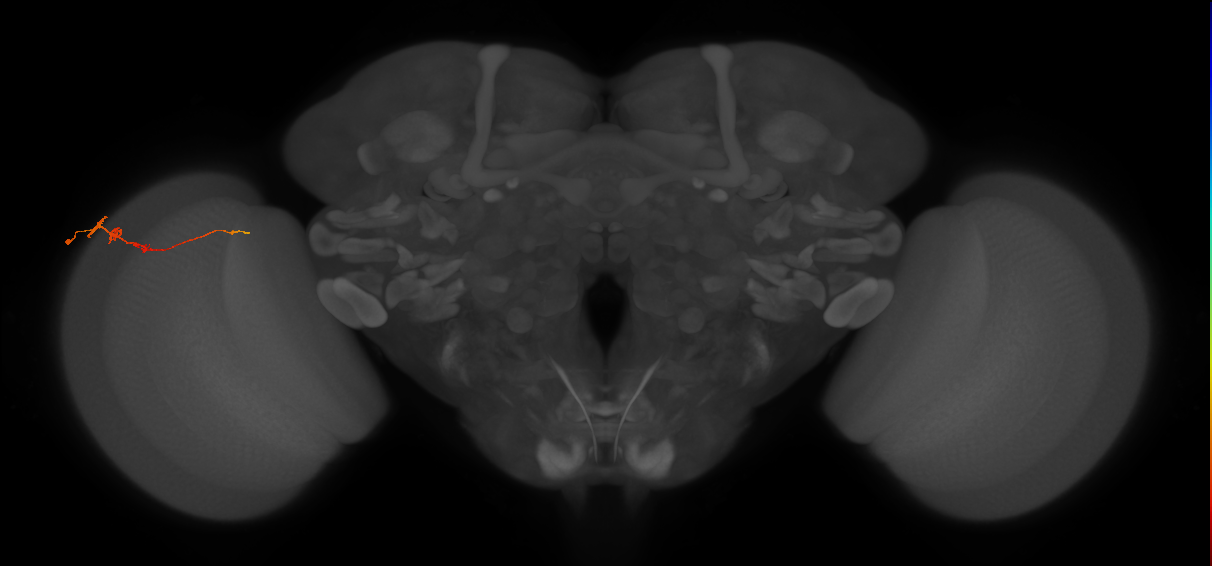 Tm3_L (MaleCNS:102604)