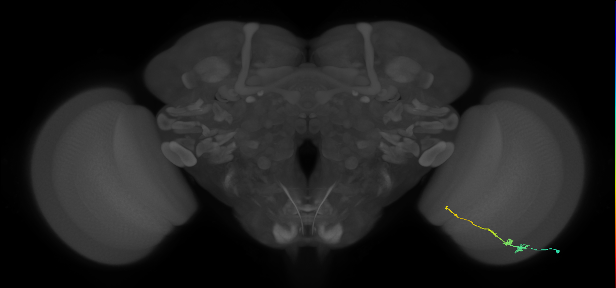 Tm3_R (MaleCNS:73383)