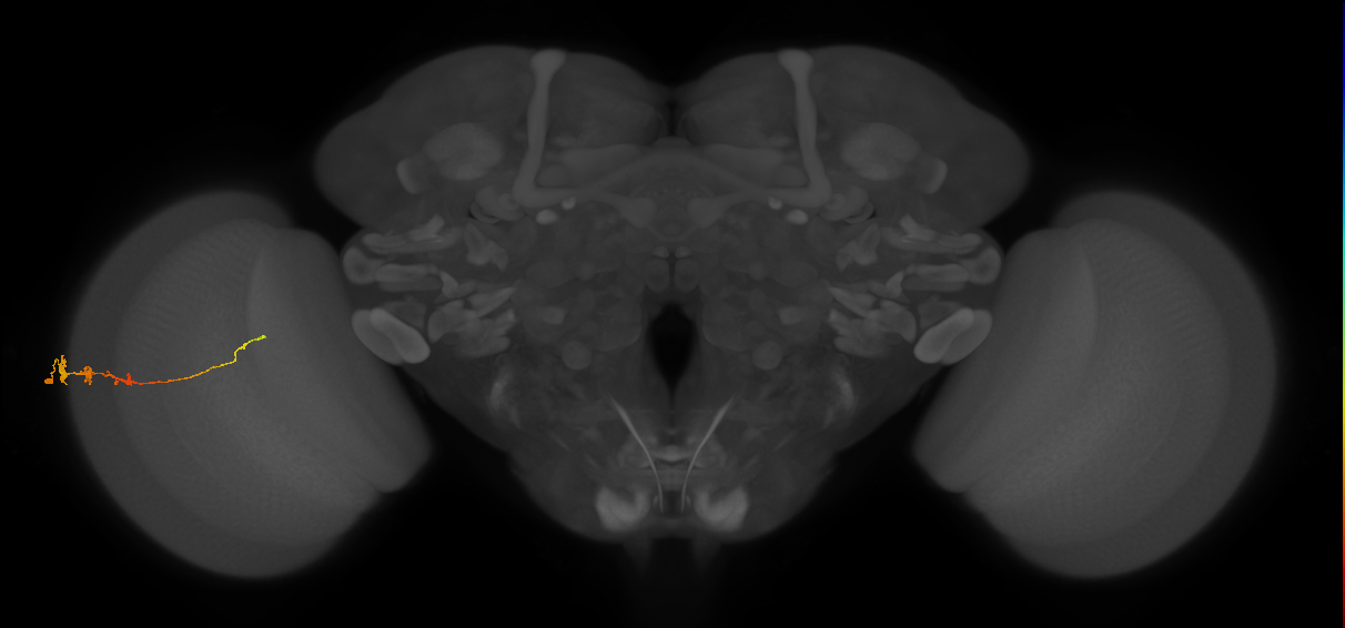 Tm3_L (MaleCNS:537984)