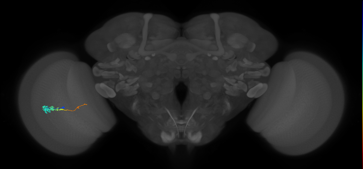 Tm3_L (MaleCNS:56075)
