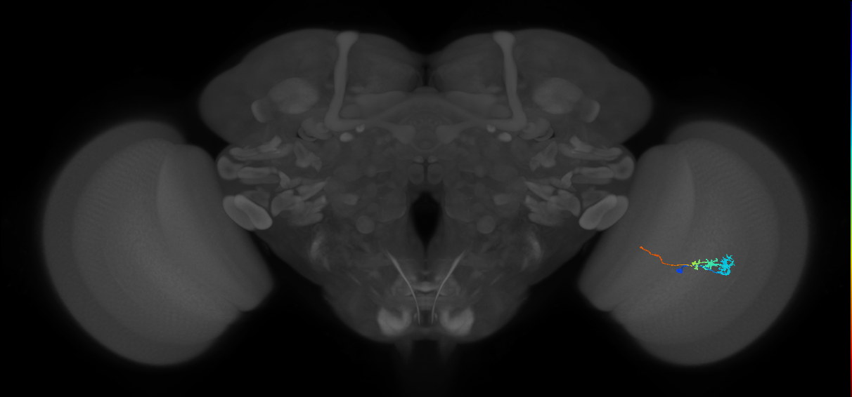 Tm3_R (MaleCNS:78856)