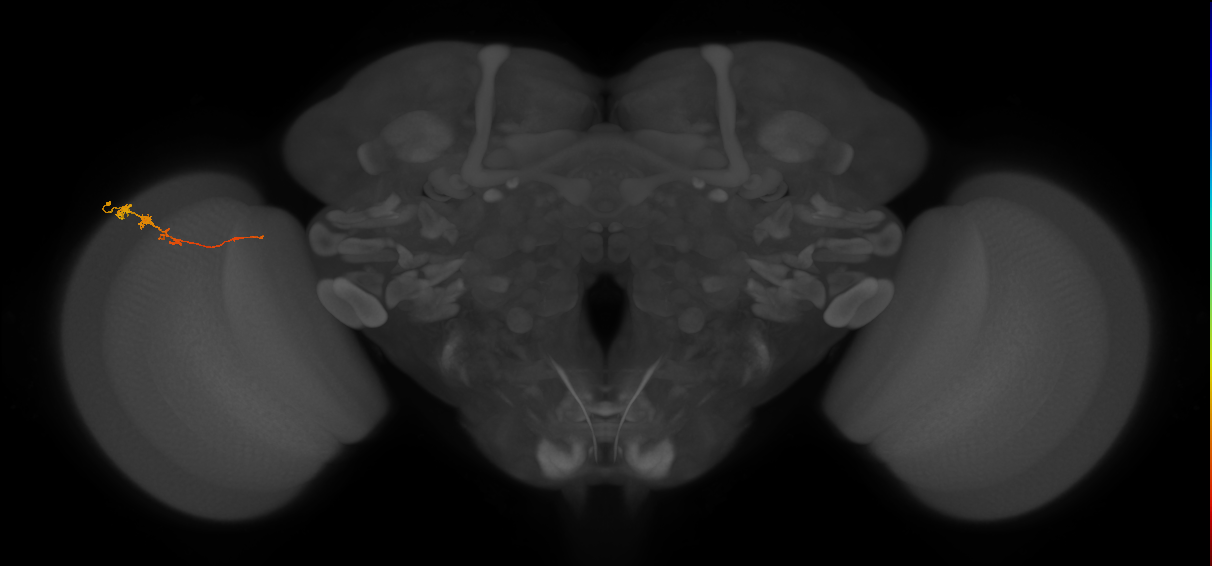 Tm3_L (MaleCNS:89874)