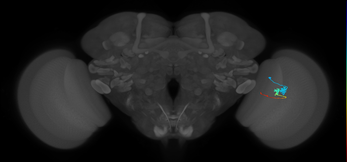 Tm3_R (MaleCNS:71361)