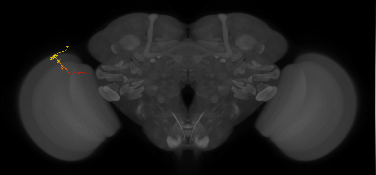 Tm3_L (MaleCNS:149919)