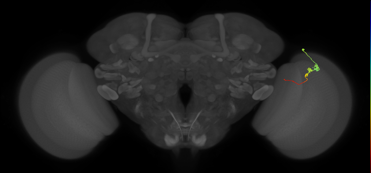Tm3_R (MaleCNS:93692)
