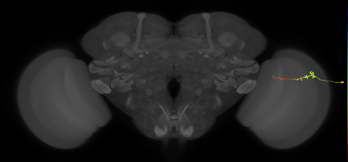 Tm3_R (MaleCNS:92709)