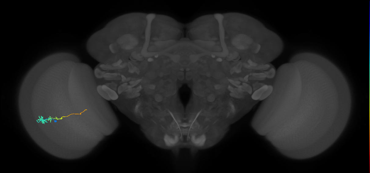 Tm3_L (MaleCNS:77925)