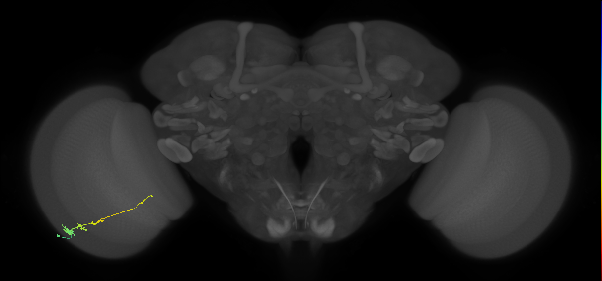 Tm3_L (MaleCNS:82786)