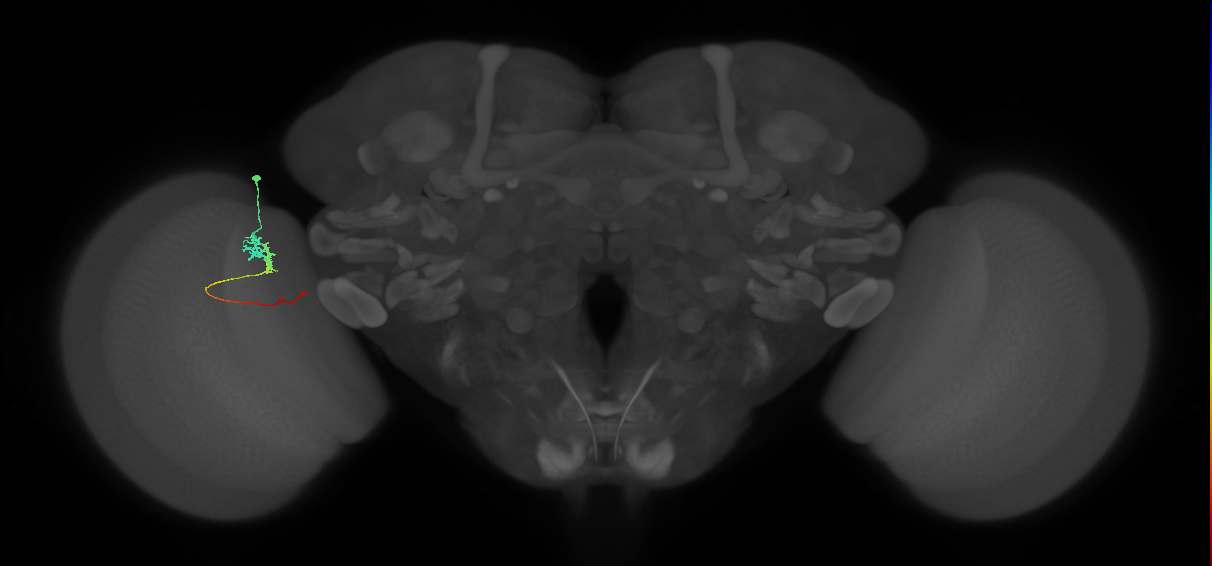 Tm3_L (MaleCNS:96896)