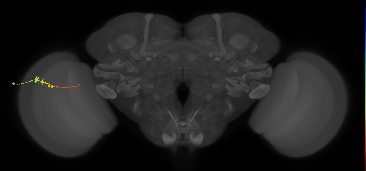 Tm3_L (MaleCNS:132910)