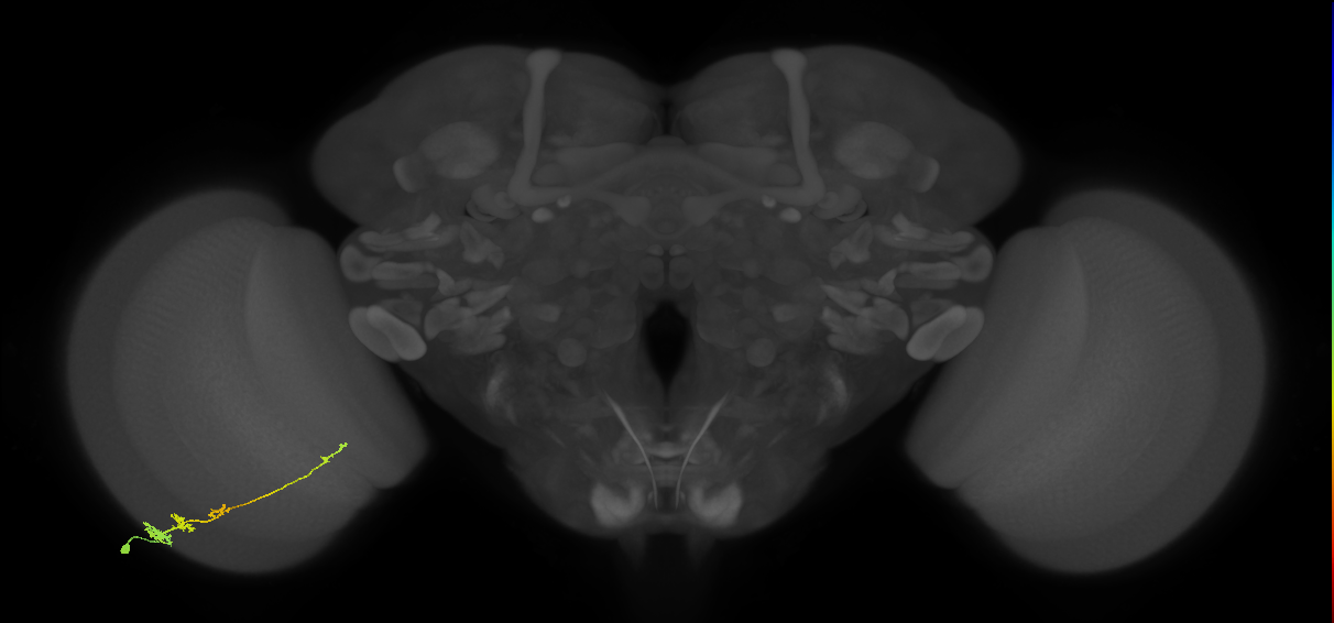 Tm3_L (MaleCNS:108755)
