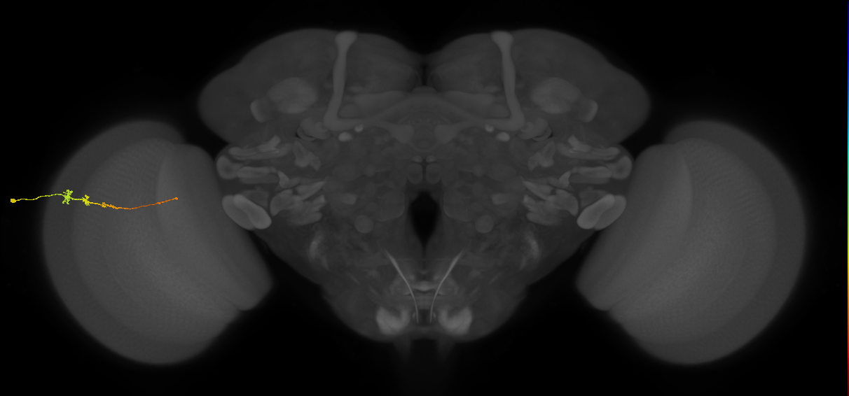 Tm3_L (MaleCNS:100707)