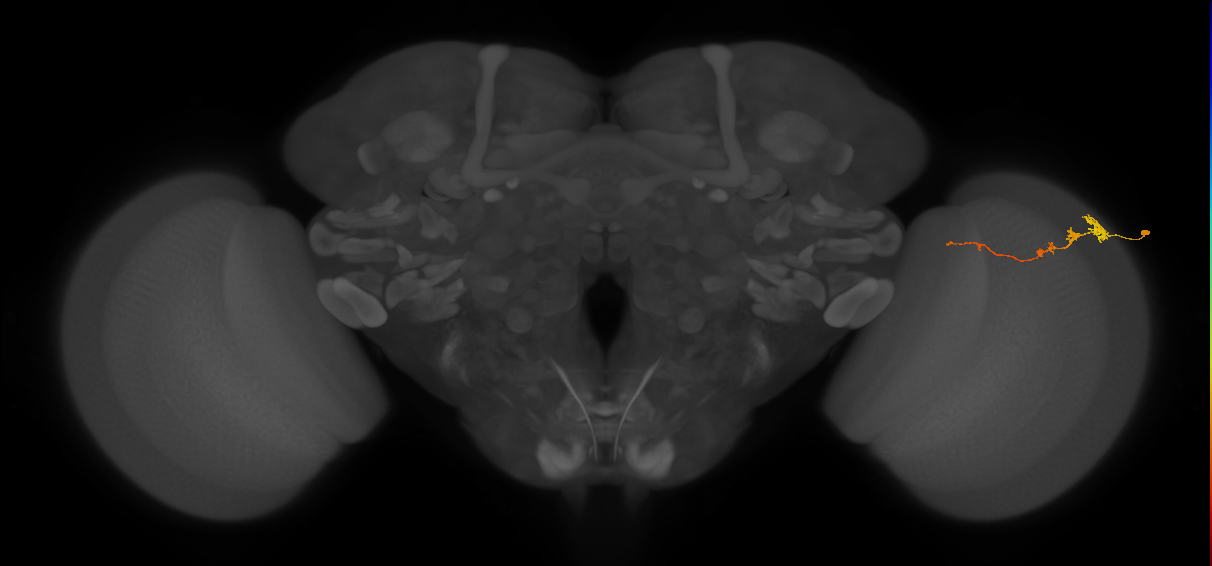 Tm3_R (MaleCNS:77299)